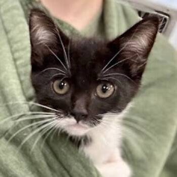 Rescue Domestic Short Hair Cats for Adoption in Calverton, New York - Evangeline | PetCurious