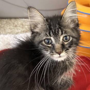 Domestic Short Hair Cats Available for Adoption in Kanab, Utah - Rangoon | PetCurious