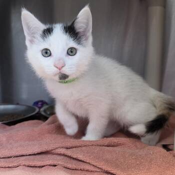 Kiara -  Domestic Short Hair Cat Available for Adoption in Fort Wayne, Indiana - Kiara | PetCurious