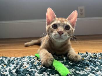 Mack and Milly -  Domestic Short Hair Cat for Adoption in Wellesley, Massachusetts - Mack And Milly | PetCurious