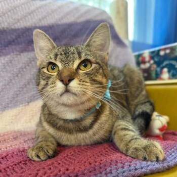 Tabby and Domestic Short Hair Cats Available for Adoption - Camie The Gentle Gal | PetCurious