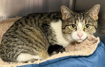 Kitty - In Foster / Appointment Required -  Domestic Short Hair Cat for Adoption in Elkins, West Virginia - Kitty - In Foster / Appointment Required | PetCurious