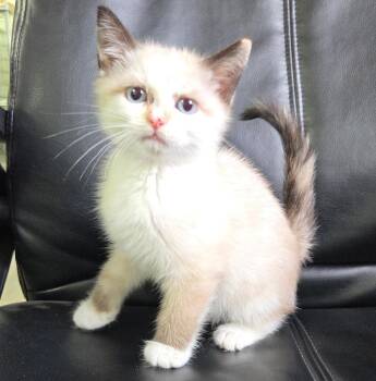 Siamese Cats Available for Adoption - Amelia | PetCurious