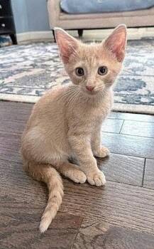 Chester -  Domestic Short Hair Cat for Adoption in Fullerton, Pennsylvania - Chester | PetCurious