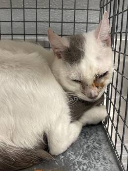 Domestic Short Hair Cats Available for Adoption in Las Vegas, Nevada - TIDDLY WINKS | PetCurious