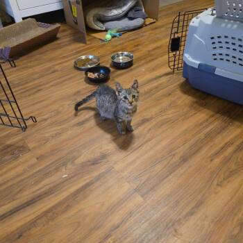 Domestic Short Hair Cats Available for Adoption in Austin, Texas - Sweet Pea | PetCurious