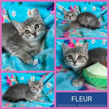 Domestic Short Hair Cats Available for Adoption in Corpus Christi, Texas - Fleur | PetCurious