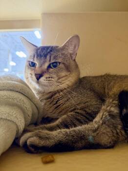 Puma -  Domestic Short Hair Cat for Adoption in Worcester, Massachusetts - Puma | PetCurious