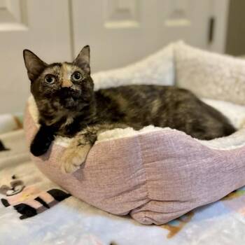 Domestic Short Hair Cats Available for Adoption in Raleigh, North Carolina - Lily | PetCurious