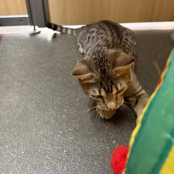 Oscar -  Domestic Short Hair Cat for Adoption in Hemet, California - Oscar | PetCurious
