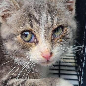 Archie Miller -  Domestic Short Hair Cat for Adoption in Woodstock, Virginia - Archie Miller | PetCurious