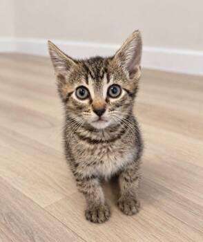 Finnick -  Tabby Cat for Adoption in Concord, North Carolina - Finnick | PetCurious