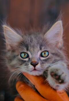 Injera -  Maine Coon and Domestic Long Hair Cat for Adoption in San Diego, California - Injera | PetCurious