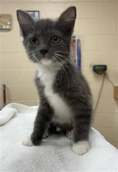VOGUE -  Domestic Short Hair Cat for Adoption in Aliquippa, Pennsylvania - VOGUE | PetCurious