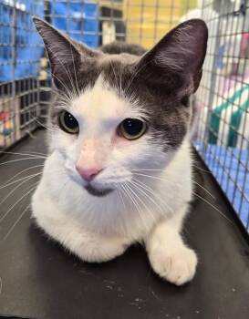 LAINEY -  Domestic Short Hair Cat for Adoption in Fort Myers, Florida - LAINEY | PetCurious
