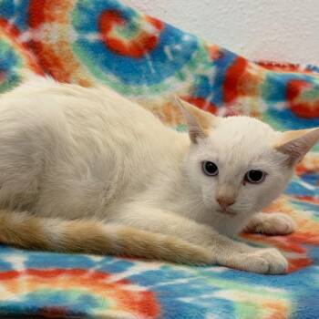 Thor -  Domestic Short Hair Cat for Adoption in Floresville, Texas - Thor | PetCurious