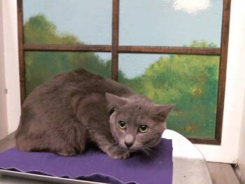 Domestic Short Hair Cats Available for Adoption in Houston, Texas - LITTLE BOY | PetCurious
