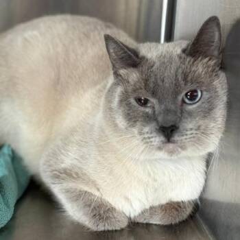 Siamese and Domestic Short Hair Cats Available for Adoption in Fort Worth, Texas - Tide | PetCurious
