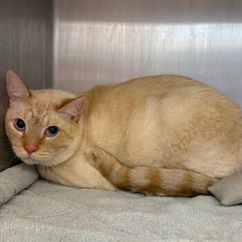 bibbles -  Domestic Short Hair Cat for Adoption in Englewood, Florida - Bibbles | PetCurious