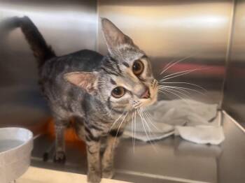 Mavis -  Domestic Short Hair Cat for Adoption in Colonial Heights, Virginia - Mavis | PetCurious