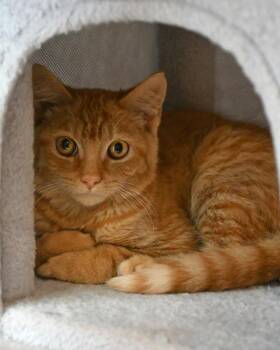 Banana -  Domestic Short Hair Cat for Adoption in Stratham, New Hampshire - Banana | PetCurious