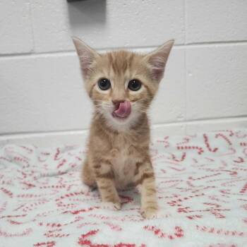 Phineas -  Domestic Short Hair Cat for Adoption in Spruce Pine, North Carolina - Phineas | PetCurious