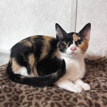 Rocky Road -  Domestic Short Hair Cat for Adoption in Belleville, Illinois - Rocky Road | PetCurious