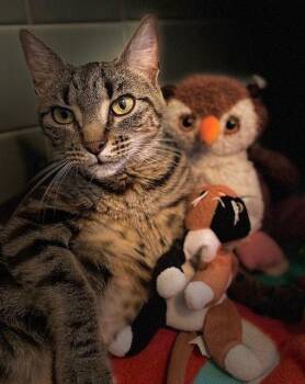 Domestic Short Hair Cats Available for Adoption - Katie Kat | PetCurious