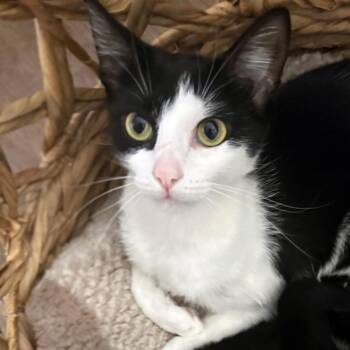 Grace -  Domestic Short Hair Cat for Adoption in Austin, Texas - Grace | PetCurious