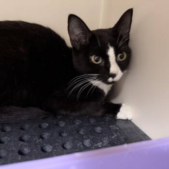 Domestic Short Hair Cats Available for Adoption in Auburn, Alabama - Fancy | PetCurious