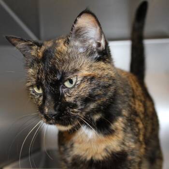 Zempi -  Domestic Short Hair Cat for Adoption in Auburn, Alabama - Zempi | PetCurious