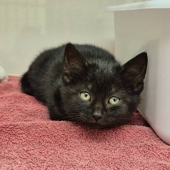 Rescue Domestic Short Hair Cats for Adoption in Drumheller, Alberta - Simon | PetCurious