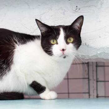 Domestic Short Hair Cats Available for Adoption in Los Angeles, California - Clementine | PetCurious