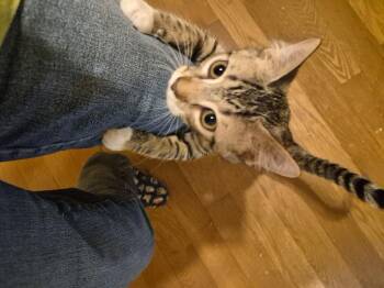 Burrata -  Domestic Short Hair Cat for Adoption in St. Peters, Missouri - Burrata | PetCurious
