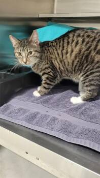 DOLLY PAWTON -  Domestic Short Hair Cat for Adoption in Minneapolis, Minnesota - DOLLY PAWTON | PetCurious