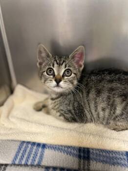 Rarity -  Domestic Short Hair Cat for Adoption in Grants Pass, Oregon - Rarity | PetCurious