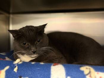 Rescue Domestic Short Hair Cats for Adoption in Fruit Heights, Utah - Blue | PetCurious