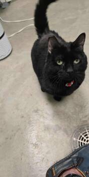 Rescue Domestic Short Hair Cats for Adoption in Roslyn, Washington - Pepper | PetCurious