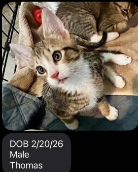 Domestic Short Hair Cats Available for Adoption in Ephrata, Washington - Thomas | PetCurious