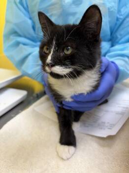 Djo -  Domestic Medium Hair Cat for Adoption in Raleigh, North Carolina - Djo | PetCurious