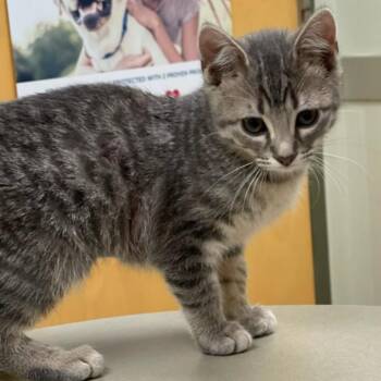 Line -  Domestic Short Hair Cat for Adoption in Huntsville, Alabama - Line | PetCurious