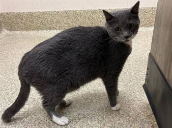 SHADY -  Domestic Short Hair Cat for Adoption in Colorado Springs, Colorado - SHADY | PetCurious