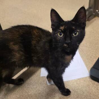 Elphaba -  Domestic Short Hair Cat for Adoption in Bristol, Indiana - Elphaba | PetCurious