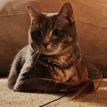 Sweet Pea -  Tabby Cat for Adoption in Oswego, New York - Sweet Pea | PetCurious