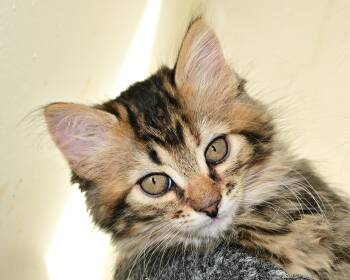Rescue Domestic Short Hair Cats for Adoption in Corrales, New Mexico - Sylvie | PetCurious