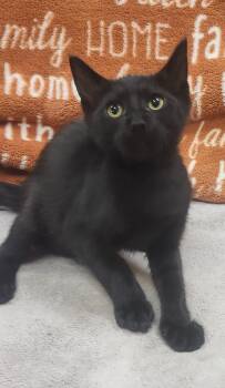 Louie -  Domestic Short Hair Cat for Adoption in Little Rock, Arkansas - Louie | PetCurious