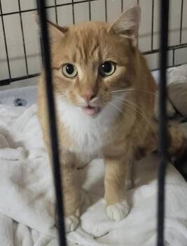 Buttercup -  Domestic Short Hair Cat Available for Adoption in Raymond, Washington - Buttercup | PetCurious