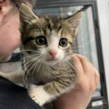 Fae(FKA Ravyn) -  Domestic Short Hair Cat for Adoption in Marble, North Carolina - Fae(FKA Ravyn) | PetCurious