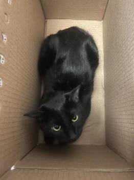 Domestic Short Hair Cats Available for Adoption in Wichita, Kansas - Princess | PetCurious