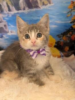 Cabana -  Calico and Tabby Cat for Adoption in Fremont, California - Cabana | PetCurious